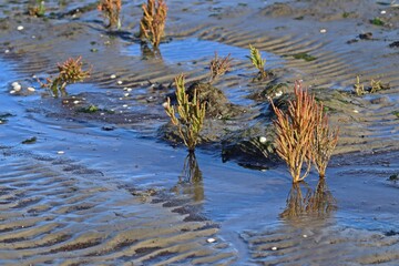 Europäischer Queller (Salicornia europaea agg.) im Nationalpark Wattenmeer.