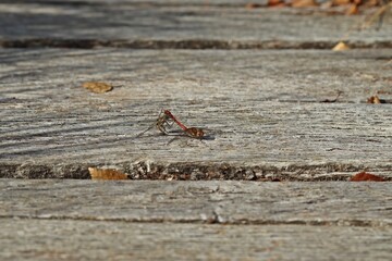 Paarungsrad der Großen Heidelibelle (Sympetrum striolatum).