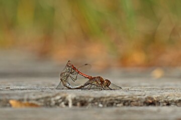 Paarungsrad der Großen Heidelibelle (Sympetrum striolatum).