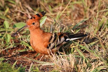 African Hoopoe (Upupa Africana), Mkhuze, South Africa