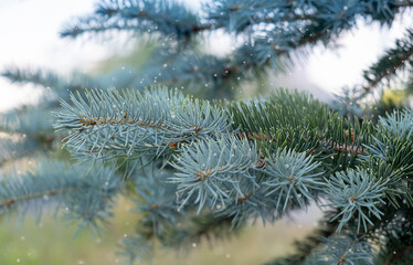 Naklejka na ściany i meble Christmas tree without decorations outdoor in park, beautiful blue spruce waiting for decorate, snow fall.