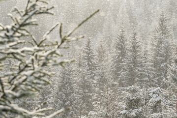 Beautiful winter scene with snow falling in fir-trees forest