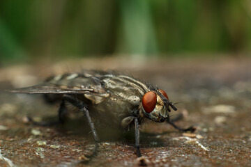 Close-up portrait of a fly with details. A fly in nature