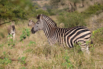 Fototapeta na wymiar Plains Zebra, Mkhuze, South Africa