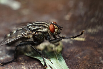 Close-up portrait of a fly with details. A fly in nature