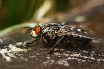 Close-up portrait of a fly with details. A fly in nature