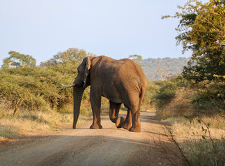 Naklejka na ściany i meble African elephant, Mkhuze, South Africa