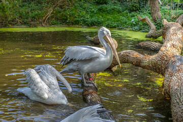 Der Tiergarten Sch&ouml;nbrunn ist der &auml;lteste Zoo der Welt. Er wurde 1752 von Kaiser Franz I. Stephan von Lothringen, dem Gemahl Maria Theresias, gegr&uuml;ndet und ist Teil des UNESCO Weltkulturerbes.