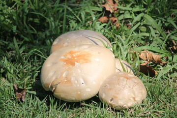 puffball fungi
