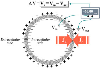 The Resting membrane potential is due to cancellation and opposition of the chemical and electrical flows