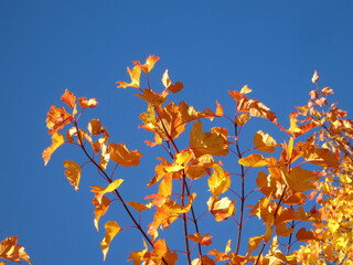 Bright yellow maple leaves (Tatar maple) against the blue sky, amazing natural background in autumn