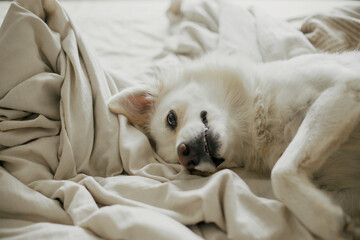 Adorable white dog sleeping on beige sheets in comfortable bedroom. Cute dog lying and relaxing on bed. Adopted funny dog in cozy home. Nap time. Morning aesthetic