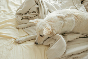 Cute sad dog lying and relaxing on bed. Adopted dog in cozy home. Adorable white dog sleeping on beige sheets in comfortable bedroom. Nap time