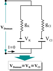 Gibbs–Donnan equilibrium Potential is the membrane potential get as a result of reaching equilibrium Gibbs-Donnan