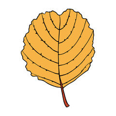 Isolated vector illustration of alder leaf in cartoon style. Colorful floral element for graphic design