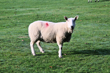 Obraz premium A view of a Sheep in the Cheshire Countryside