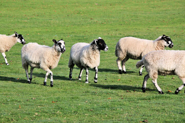 A view of a Sheep in the Cheshire Countryside