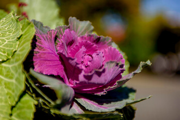 Decorative cabbage on a flower bed in a city park. Beautiful autumn flowers of kale.