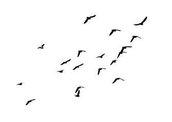 A flock of flying birds. Free birds. Vector illustration