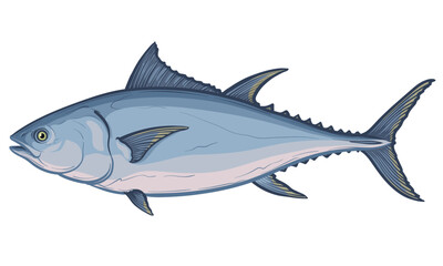 Tuna fish. Vector illustration of a fish on a white background.