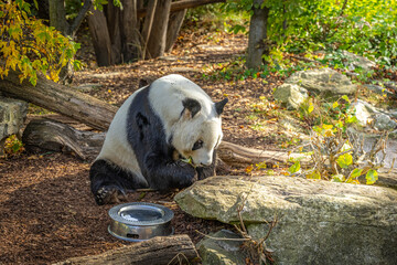 Schönbrunn Zoo is the oldest zoo in the world. It was founded in 1752 by Emperor Franz I Stephan...