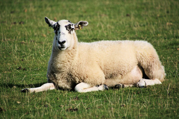A view of a Sheep in the Cheshire Countryside