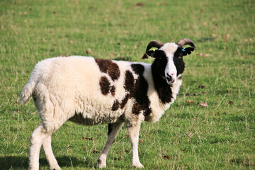 Obraz premium A view of a Sheep in the Cheshire Countryside