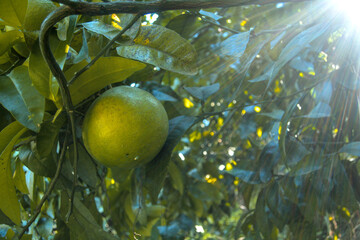 Pomelo, citrus grandis, Citrus maxima exotic tropical green fruits on branches close up in sun light on tree during sunny day