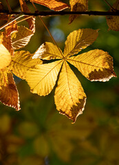 autumn leaves on a tree