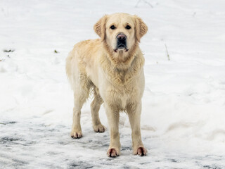 A dog of the golden retriever breed is standing in the snow. Dog in winter