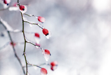 Ice-covered red rosehip berries on a bush in winter