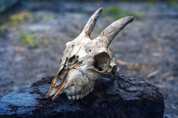 Goat skull with horns on a dark background