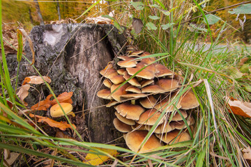 Mushrooms and mycelium on an old stump in the middle of the forest on a clear autumn day. Forest.