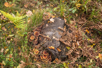 Mushrooms and mycelium on an old stump in the middle of the forest on a clear autumn day. Forest.