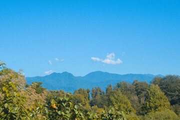 Naklejka premium View on suptropical jungle rainforest, trees in sun light, blue sky and mountains during sunny bright day as exotic landscape background with copy space, botanical garden