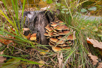 Mushrooms and mycelium on an old stump in the middle of the forest on a clear autumn day. Forest.