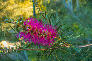 Melaleuca phoenicea, Callistemon phoeniceus, Scarlet Bottlebrush, Fiery Bottlebrush or Lesser Bottlebrush, Melaleuca phoenicea blooming pink flowers on branches. Bush plant close up in garden. 