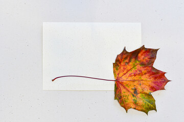 Autumn greeting card with maple leaf, copy space.