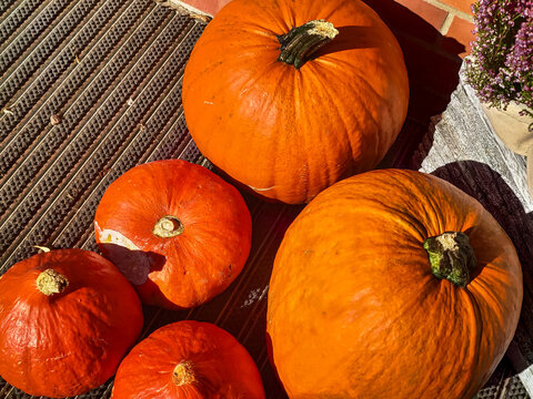 Autumn fall sesonal decor orange traditional halloween pumpkin vegetable