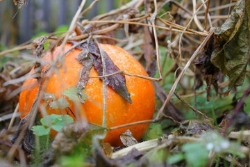 Orange color pumpkin and autumn grass with bokeh effect