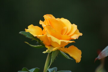 yellow rose flower