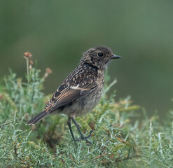 blackbird on the grass