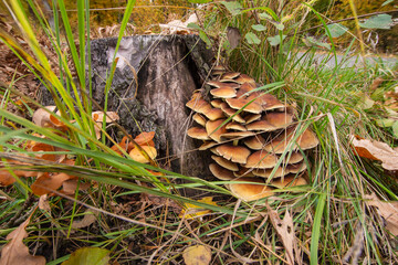 Mushrooms and mycelium on an old stump in the middle of the forest on a clear autumn day. Forest.