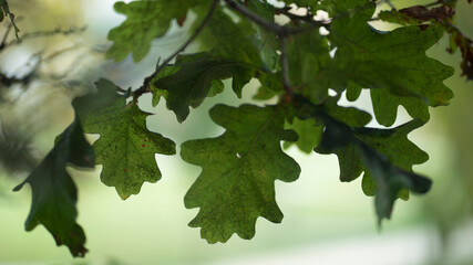 natureza, folha, outonal, árvore, 