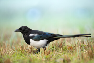 Eurasian Magpie or Common Magpie or Pica pica is walking on the meadow with colorful background, winter time	