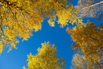 Colorful autumnal birch leaves from the ground level against blue sky.