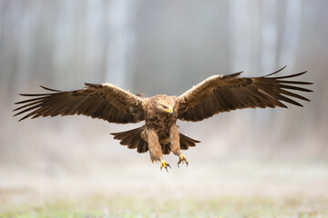 Birds of prey - Lesser Spotted Eagle Aquila pomarina flying bird hunting time