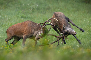 Two red deer, cervus elaphus, stags fighting angrily in a green meadow in autumn nature. Duel of...