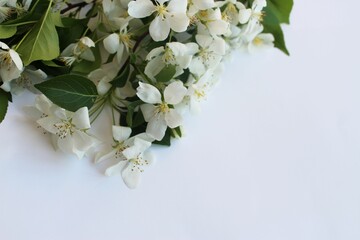 White apple blossoms on a white background. Spring flower arrangement. Background for a greeting card.