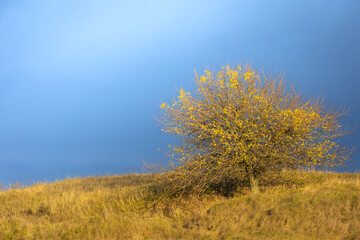 Landscape - autumn lonely tree with yellow leaves on the hill, amazing blue sky with clouds, Poland Europe, sunset or sundown warm light, photo taken in the golden hour, Knyszyn Primeval Forest